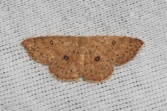 Cyclophora