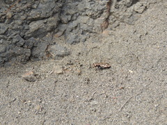 Neocicindela tuberculata