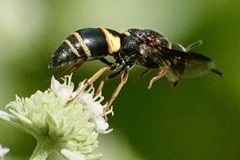 Euodynerus hidalgo boreoorientalis