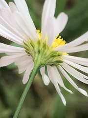 Boltonia asteroides