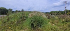 Miscanthus sinensis