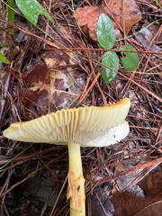 Amanita jacksonii