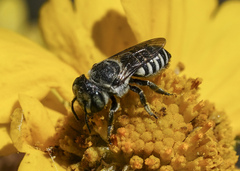 Megachile apicalis
