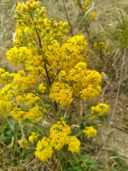 Solidago puberula