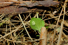 Phyciodes phaon jalapeno