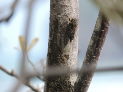 Amphipsalta cingulata