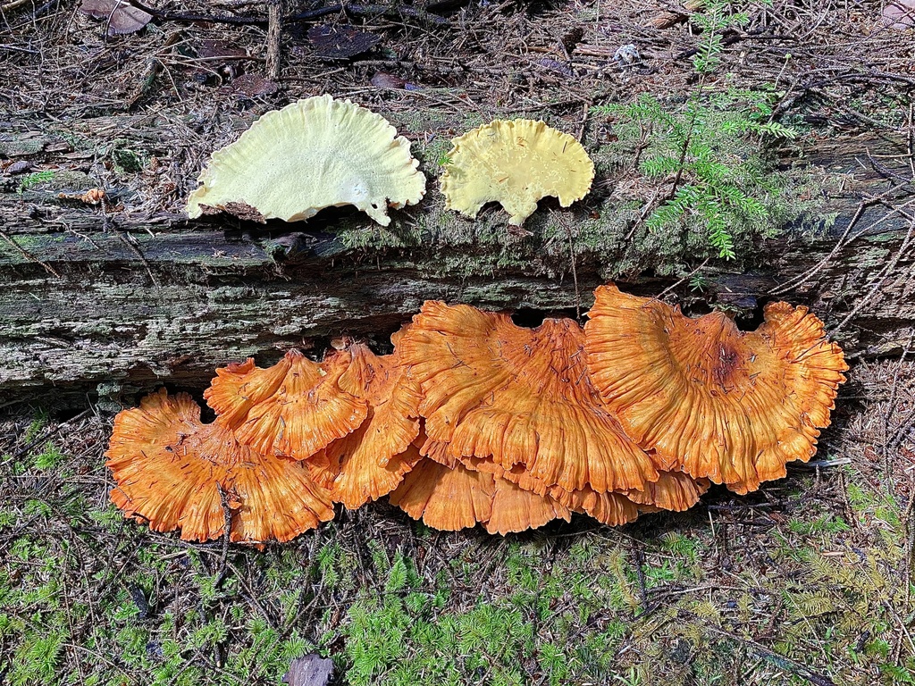 Conifer Chicken of the Woods from SR109, Pacific Beach, WA, US on September 03, 2022 at 0124