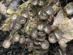 Cyathus striatus