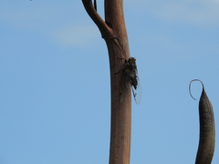 Amphipsalta cingulata