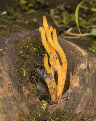 Calocera viscosa