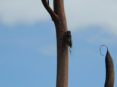 Amphipsalta cingulata