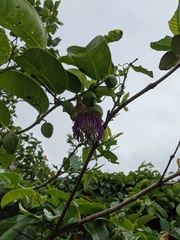 Passiflora laurifolia