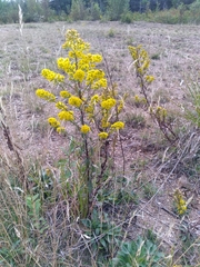 Solidago puberula