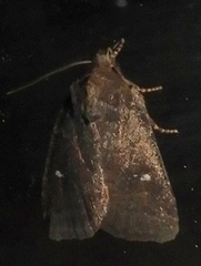 Pseudorthodes vecors