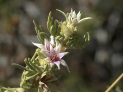 Boronia lanuginosa