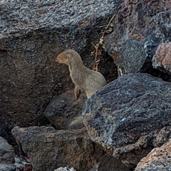 Urva auropunctata