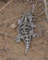 Phrynosoma hernandesi