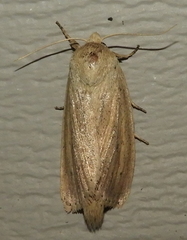 Globia oblonga