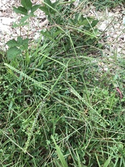 Paspalum laeve