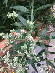 Eupatorium altissimum