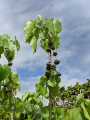 Thespesia populnea