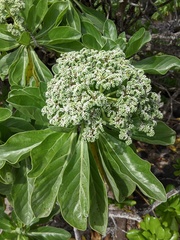 Heliotropium arboreum