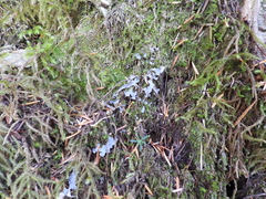 Peltigera canina