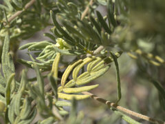 Boronia lanuginosa