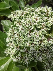 Heliotropium arboreum