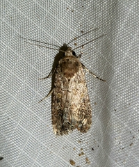 Spodoptera exigua