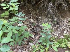Sambucus canadensis