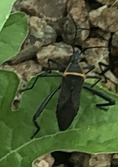 Phthiacnemia picta