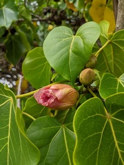 Thespesia populnea
