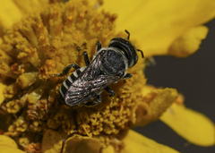 Megachile apicalis