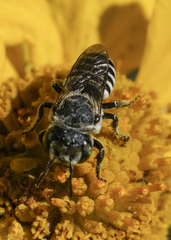 Megachile apicalis