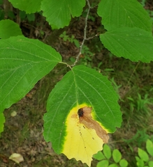 Cameraria hamameliella