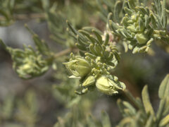 Boronia lanuginosa