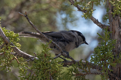 Poecile gambeli