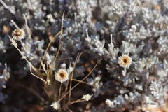 Anemocarpa saxatilis