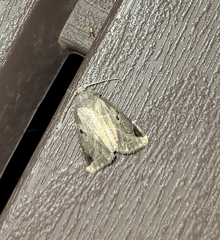 Plagiomimicus pityochromus