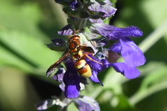 Euodynerus pratensis