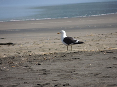 Larus dominicanus dominicanus