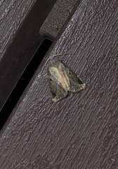 Plagiomimicus pityochromus