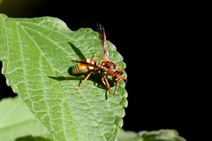 Euodynerus pratensis