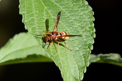 Euodynerus pratensis