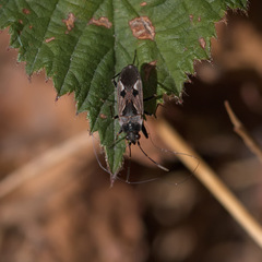 Rhyparochromus
