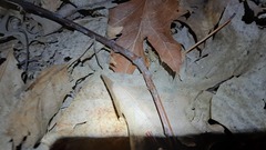 Eumodicogryllus bordigalensis
