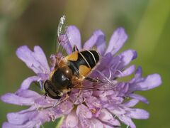 Eristalis jugorum
