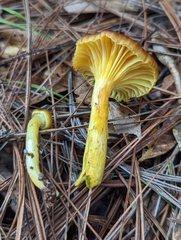 Hygrophorus hypothejus