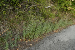 Atriplex oblongifolia